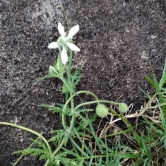 Blumenbachia insignis