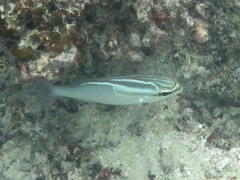 Scolopsis trilineata