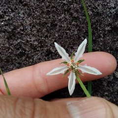 Blumenbachia insignis