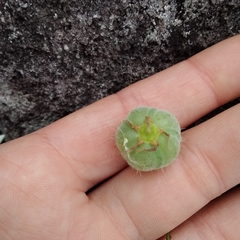 Blumenbachia insignis