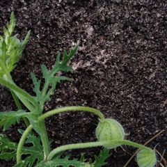 Blumenbachia insignis