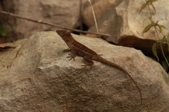 Anolis cybotes