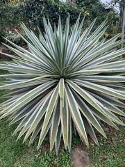 Agave angustifolia marginata