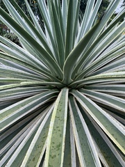 Agave angustifolia marginata