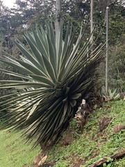 Agave angustifolia marginata