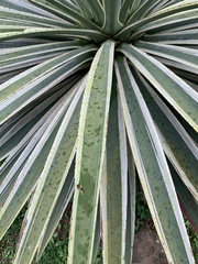 Agave angustifolia marginata