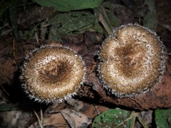 Lentinus crinitus