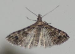 Alucita montana