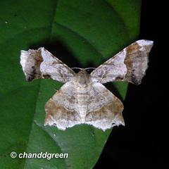 Krananda oliveomarginata