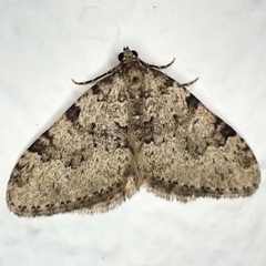Nebula ibericata