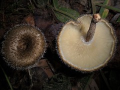 Lentinus crinitus