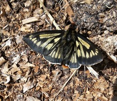 Metardaris cosinga