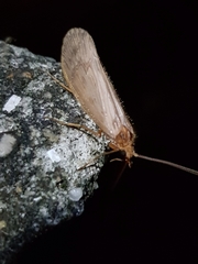 Halesus radiatus