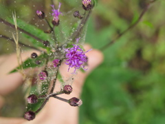 Vernonia greggii