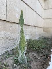 Opuntia rufida
