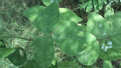 Desmodium glabrum