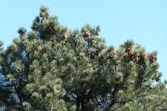 Pinus monophylla