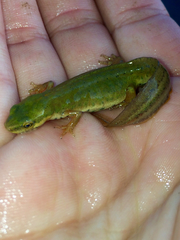 Lissotriton schmidtleri