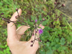 Vernonia greggii