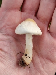 Lepiota erminea