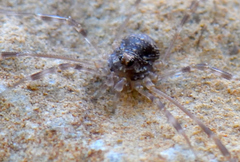 Kalliste pavonum