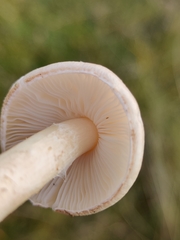 Lepiota erminea