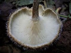 Lentinus crinitus