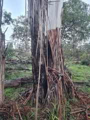 Eucalyptus badjensis