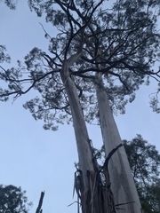 Eucalyptus badjensis