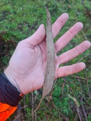 Eucalyptus badjensis