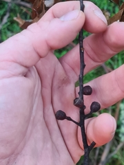 Eucalyptus badjensis