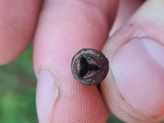 Eucalyptus badjensis