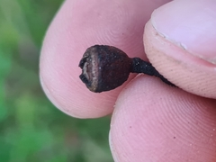 Eucalyptus badjensis