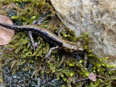 Plethodon petraeus