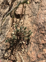 Phyllanthus polygonoides