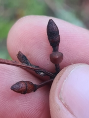 Eucalyptus badjensis