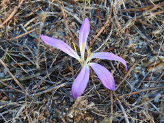 Colchicum filifolium