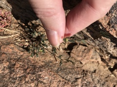 Phyllanthus polygonoides