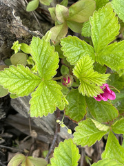 Rubus arcticus stellatus