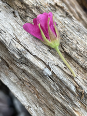 Rubus arcticus stellatus