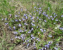 Scutellaria drummondii
