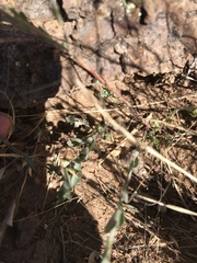 Phyllanthus polygonoides