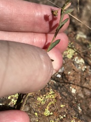 Phyllanthus polygonoides