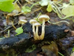 Meottomyces dissimulans