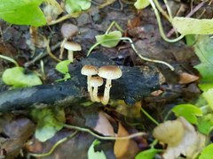 Meottomyces dissimulans