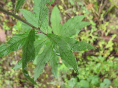 Vernonia greggii