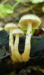 Meottomyces dissimulans