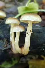 Meottomyces dissimulans