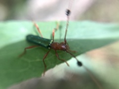 Paromoeocerus barbicornis