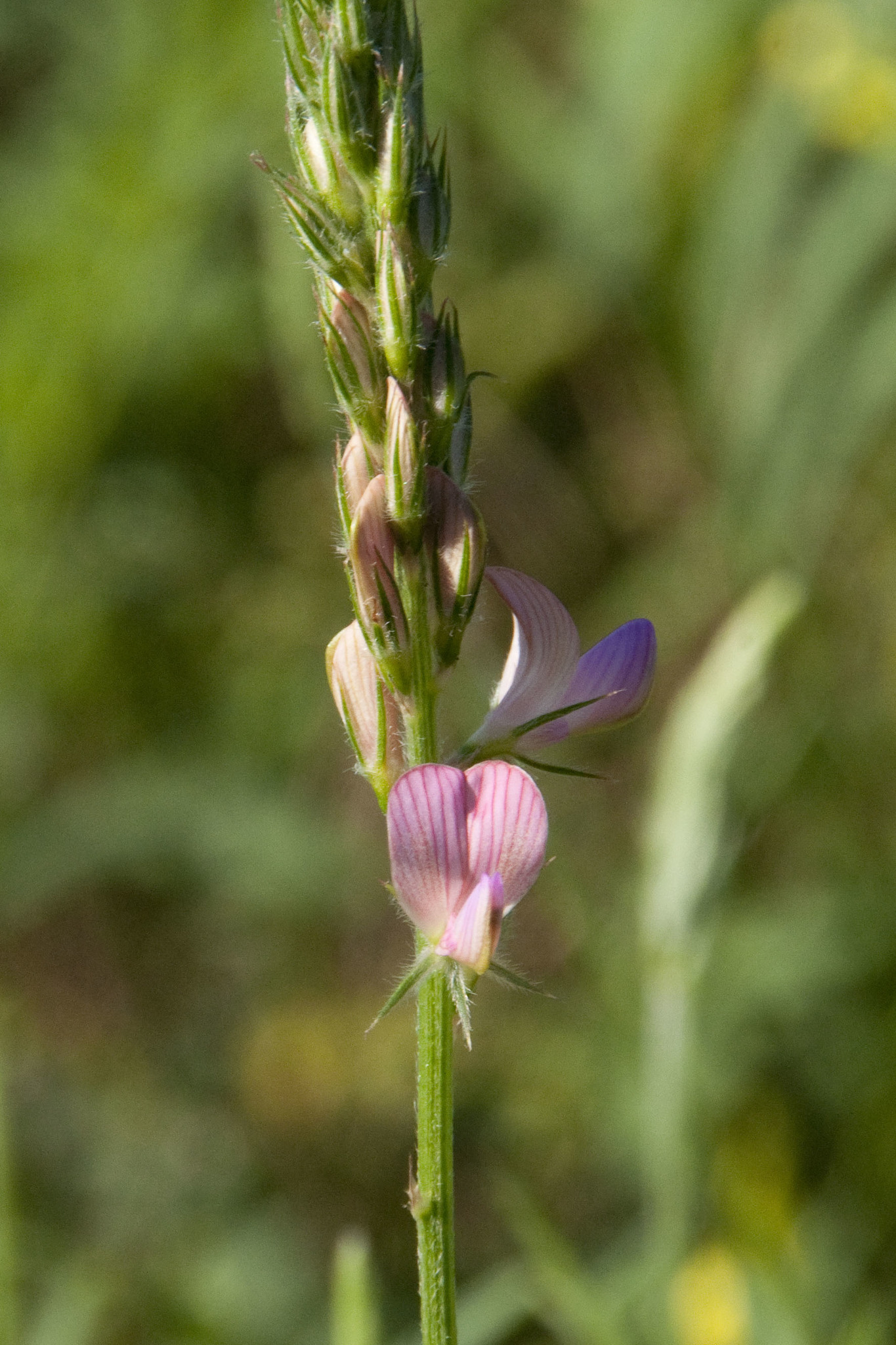 Onobrychis arenaria ssp. arenaria
